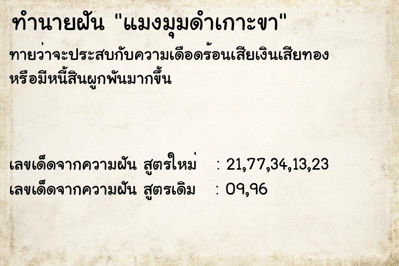ทำนายฝันแมงมุมดำเกาะขา ทำนายฝันทำนายฝันแมงมุมดำเกาะขา