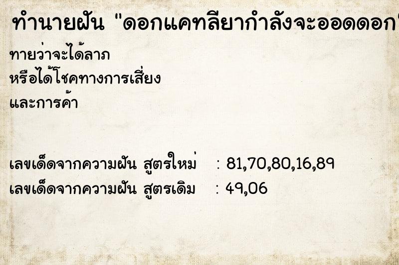 ทำนายฝัน ดอกแคทลียากำลังจะออดดอก ทำนายฝัน ดอกแคทลียากำลังจะออดดอก
