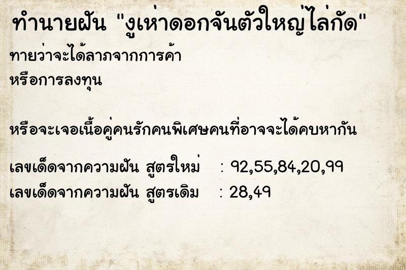ทำนายฝันงูเห่าดอกจันตัวใหญ่ไล่กัด ทำนายฝันทำนายฝันงูเห่าดอกจันตัวใหญ่ไล่กัด