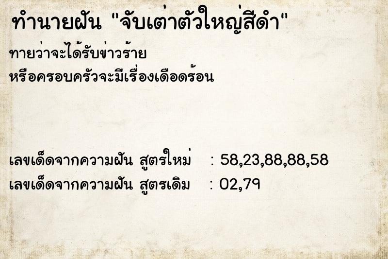 ทำนายฝันจับเต่าตัวใหญ่สีดำ ทำนายฝันทำนายฝันจับเต่าตัวใหญ่สีดำ