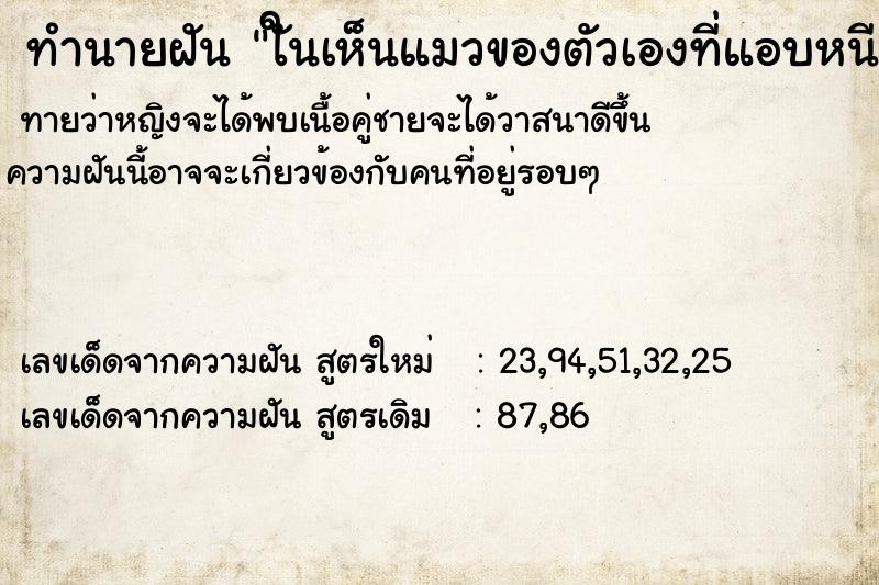 ทำนายฝันใันเห็นแมวของตัวเองที่แอบหนีเที่ยว ทำนายฝันทำนายฝันใันเห็นแมวของตัวเองที่แอบหนีเที่ยว