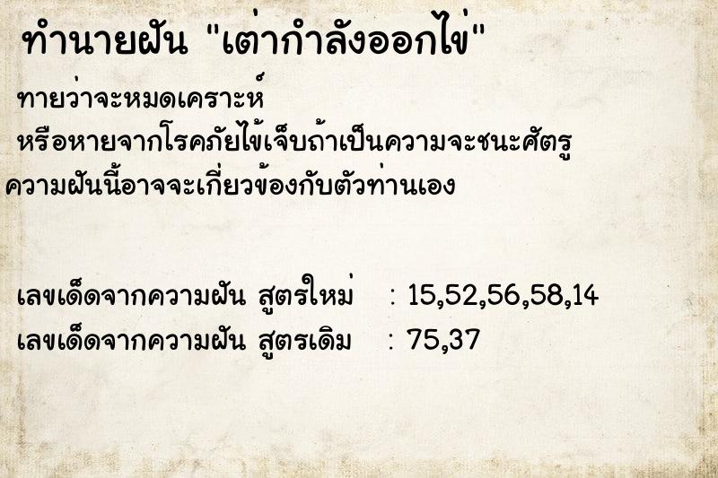 ทำนายฝัน เต่ากำลังออกไข่ ทำนายฝัน เต่ากำลังออกไข่