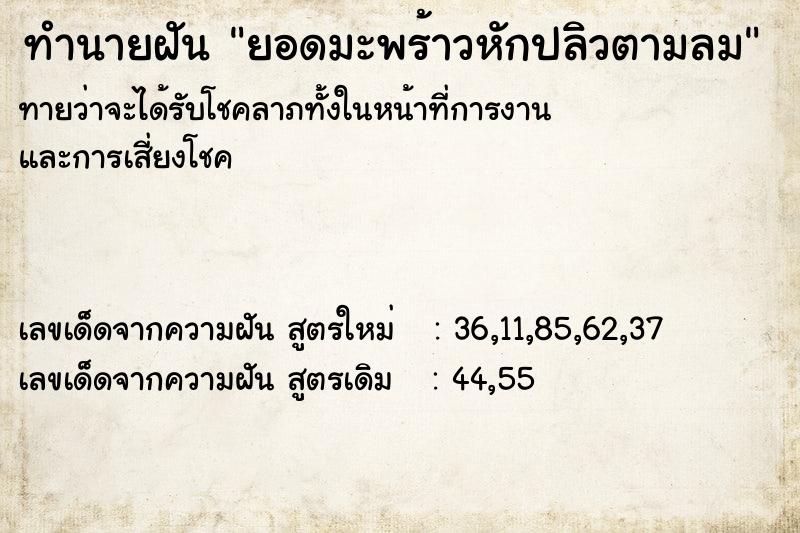 ทำนายฝันยอดมะพร้าวหักปลิวตามลม ทำนายฝันทำนายฝันยอดมะพร้าวหักปลิวตามลม