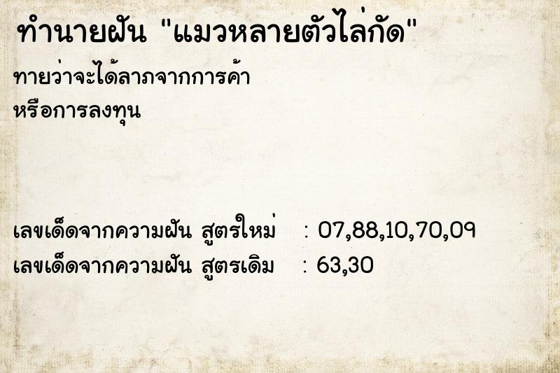 ทำนายฝัน แมวหลายตัวไล่กัด