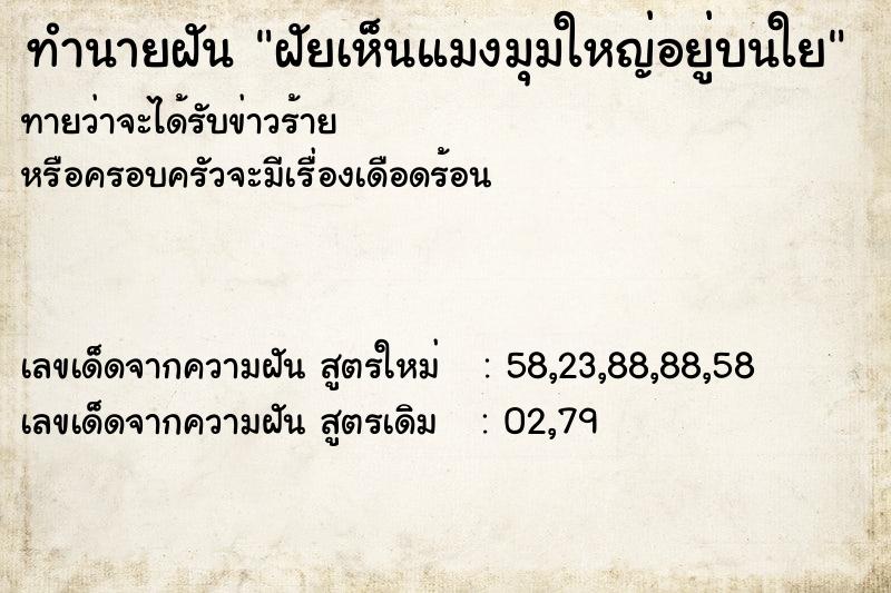 ทำนายฝันฝัยเห็นแมงมุมใหญ่อยู่บนใย ทำนายฝันทำนายฝันฝัยเห็นแมงมุมใหญ่อยู่บนใย