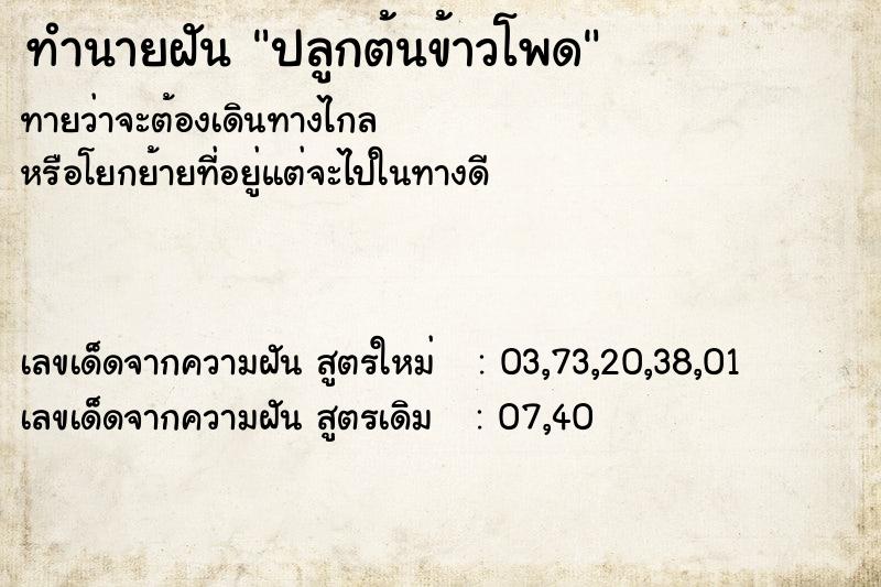 ทำนายฝันปลูกต้นข้าวโพด ทำนายฝันทำนายฝันปลูกต้นข้าวโพด