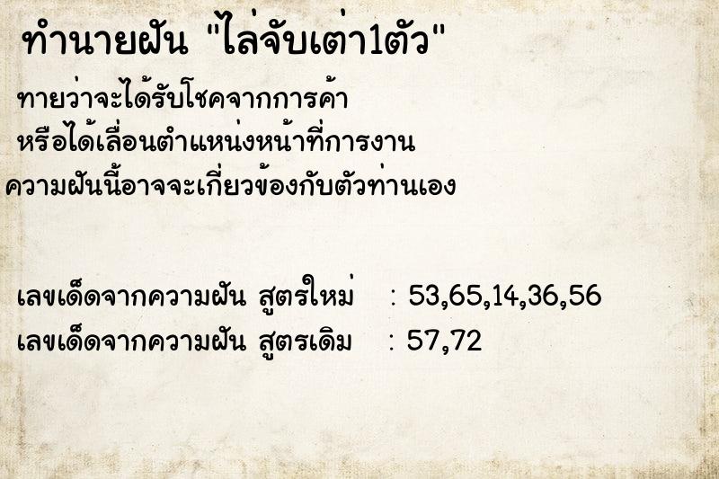 ทำนายฝัน ไล่จับเต่า1ตัว ทำนายฝัน ไล่จับเต่า1ตัว