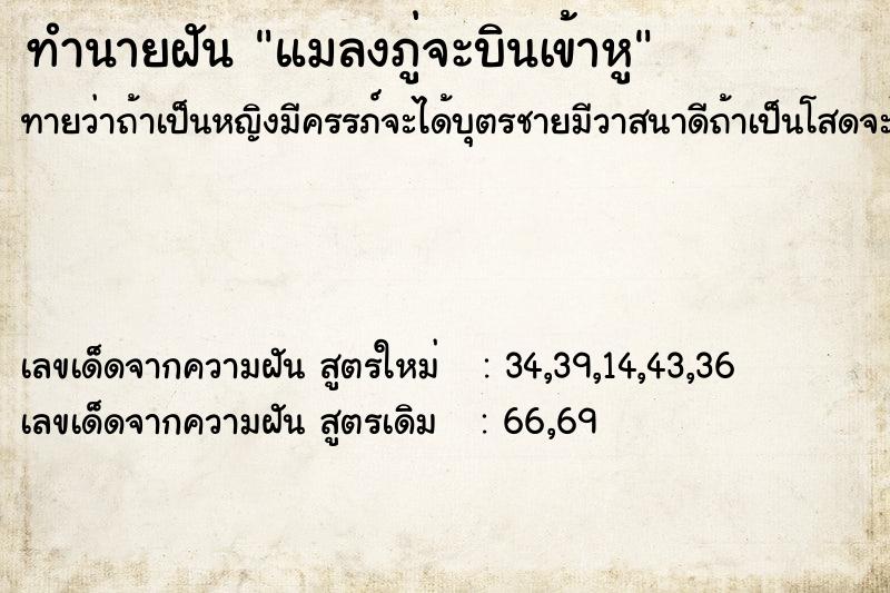 ทำนายฝันแมลงภู่จะบินเข้าหู ทำนายฝันทำนายฝันแมลงภู่จะบินเข้าหู