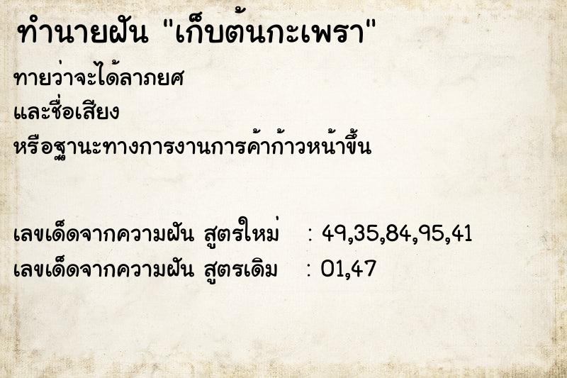 ทำนายฝันเก็บต้นกะเพรา ทำนายฝันทำนายฝันเก็บต้นกะเพรา