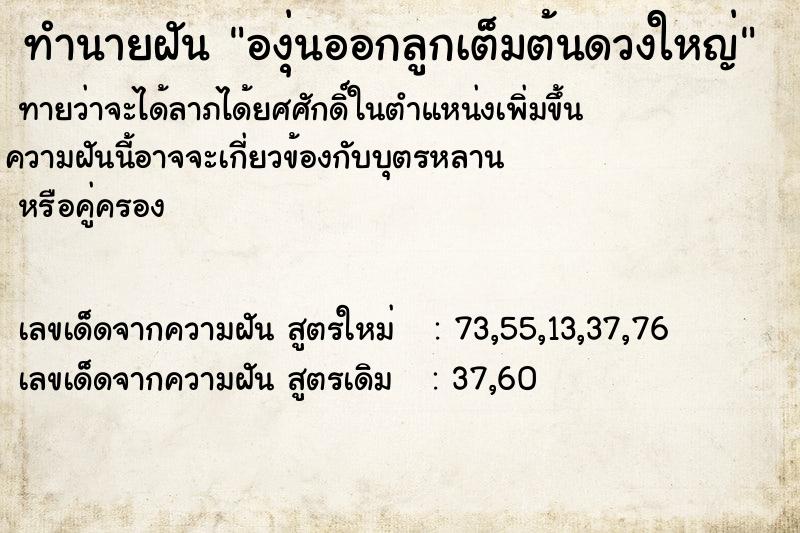 ทำนายฝัน องุ่นออกลูกเต็มต้นดวงใหญ่ ทำนายฝัน องุ่นออกลูกเต็มต้นดวงใหญ่