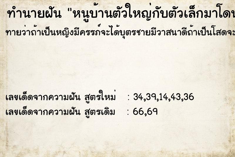 ทำนายฝันหนูบ้านตัวใหญ่กับตัวเล็กมาโดนตัวเรา ทำนายฝันทำนายฝันหนูบ้านตัวใหญ่กับตัวเล็กมาโดนตัวเรา