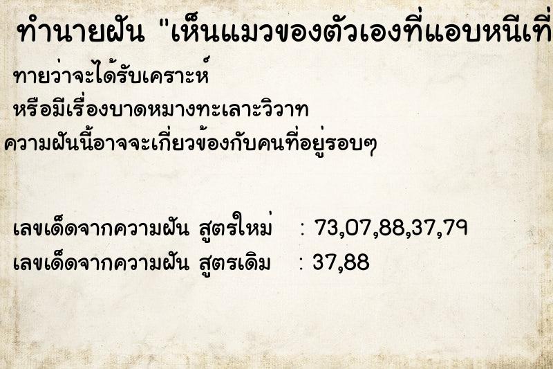 ทำนายฝันทำนายฝันเห็นแมวของตัวเองที่แอบหนีเที่ยว