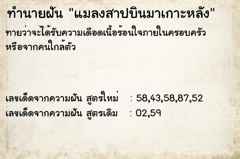 ทำนายฝันทำนายฝันแมลงสาปบินมาเกาะหลัง