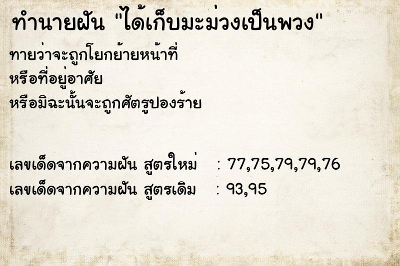 ทำนายฝัน ได้เก็บมะม่วงเป็นพวง ทำนายฝัน ได้เก็บมะม่วงเป็นพวง