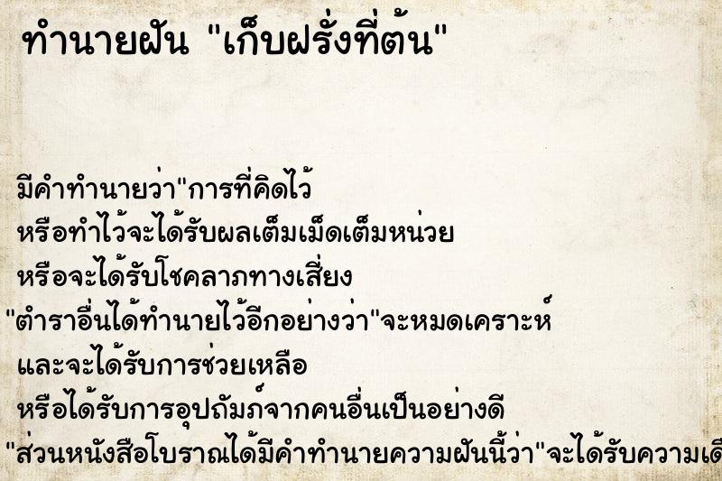 ทำนายฝันเก็บฝรั่งที่ต้น ทำนายฝันทำนายฝันเก็บฝรั่งที่ต้น