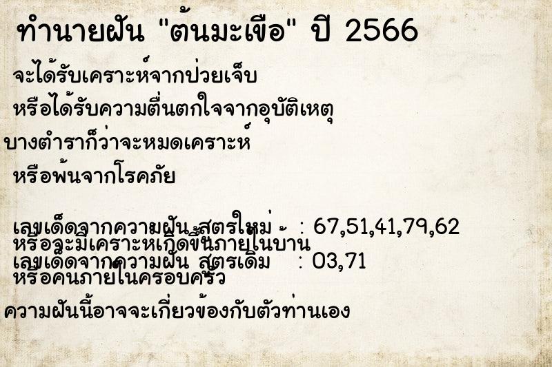 ทำนายฝัน ต้นมะเขือ ตำราโบราณ แม่นที่สุดในโลก