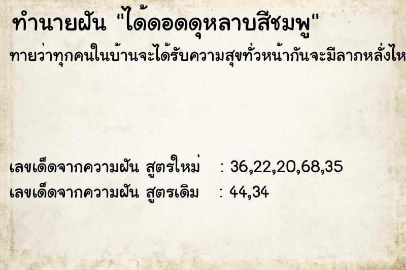 ทำนายฝันทำนายฝันได้ดอดดุหลาบสีชมพู