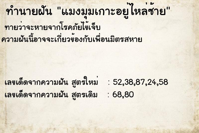 ทำนายฝันแมงมุมเกาะอยู่ไหล่ซ้าย ทำนายฝันทำนายฝันแมงมุมเกาะอยู่ไหล่ซ้าย