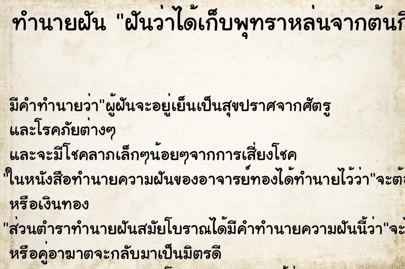 ทำนายฝัน ฝันว่าได้เก็บพุทราหล่นจากต้นกินเยอะมาก ตำราโบราณ แม่นที่สุดในโลก