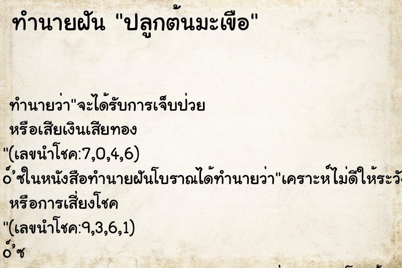 ทำนายฝัน ปลูกต้นมะเขือ ทำนายฝัน ปลูกต้นมะเขือ