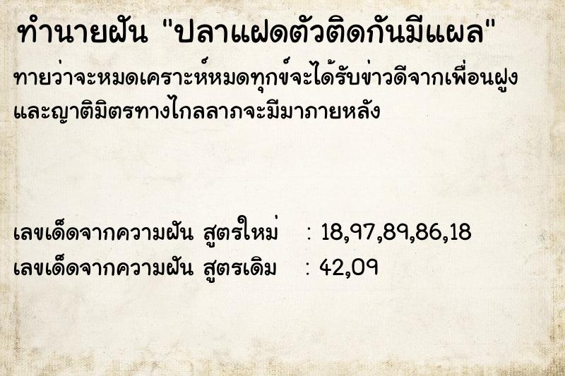 ทำนายฝันทำนายฝันปลาแฝดตัวติดกันมีแผล