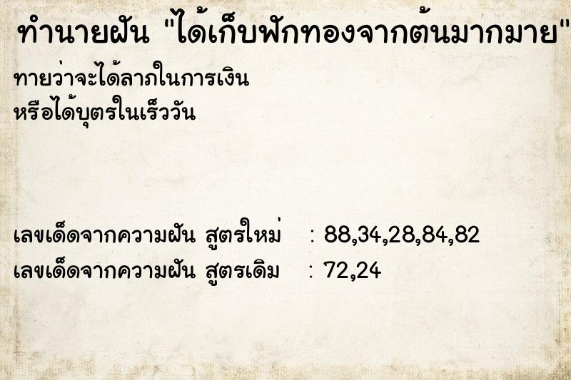 ทำนายฝันทำนายฝันได้เก็บฟักทองจากต้นมากมาย
