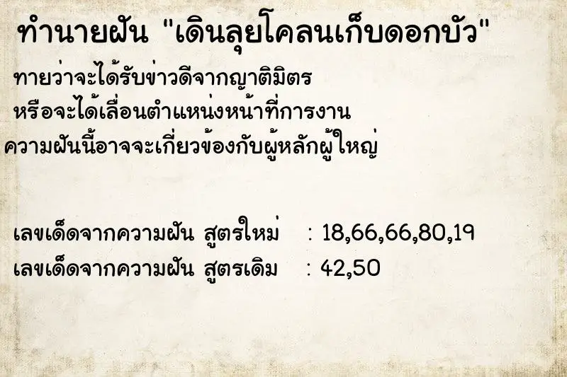ทำนายฝัน เดินลุยโคลนเก็บดอกบัว ทำนายฝัน เดินลุยโคลนเก็บดอกบัว