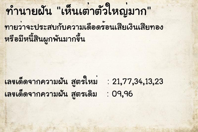 ทำนายฝันทำนายฝันเห็นเต่าตัวใหญ่มาก