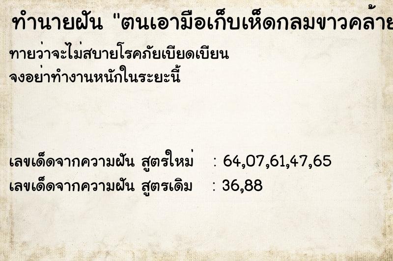 ทำนายฝันทำนายฝันตนเอามือเก็บเห็ดกลมขาวคล้ายเห็ดละโงก