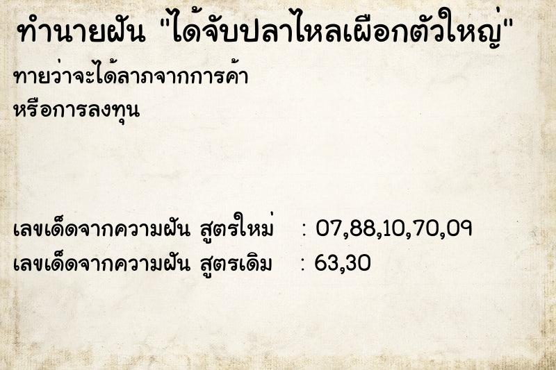 ทำนายฝันได้จับปลาไหลเผือกตัวใหญ่ ทำนายฝันทำนายฝันได้จับปลาไหลเผือกตัวใหญ่