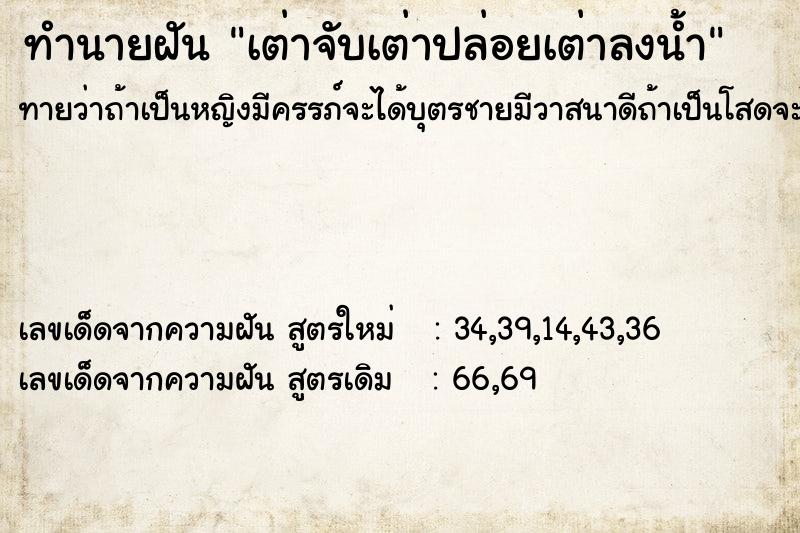 ทำนายฝันเต่าจับเต่าปล่อยเต่าลงน้ำ ทำนายฝันทำนายฝันเต่าจับเต่าปล่อยเต่าลงน้ำ