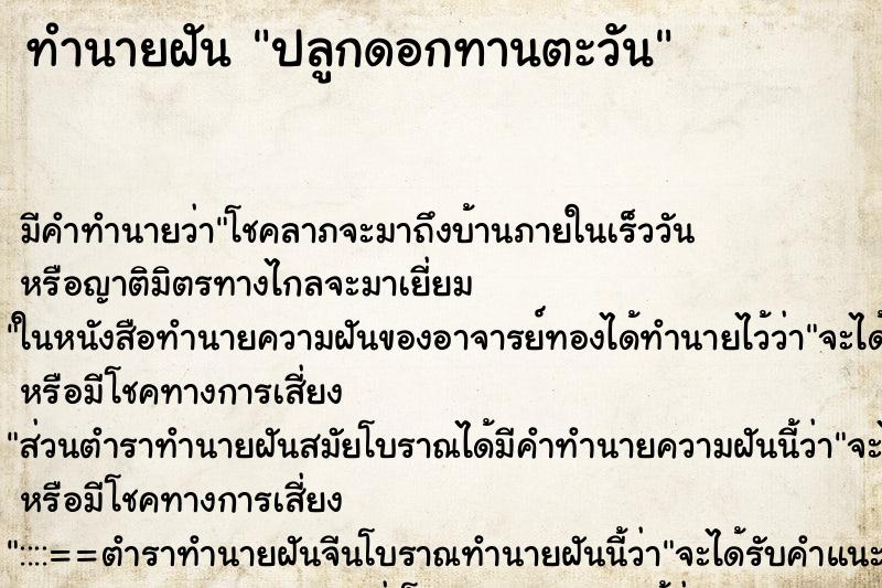 ทำนายฝัน ปลูกดอกทานตะวัน ทำนายฝัน ปลูกดอกทานตะวัน