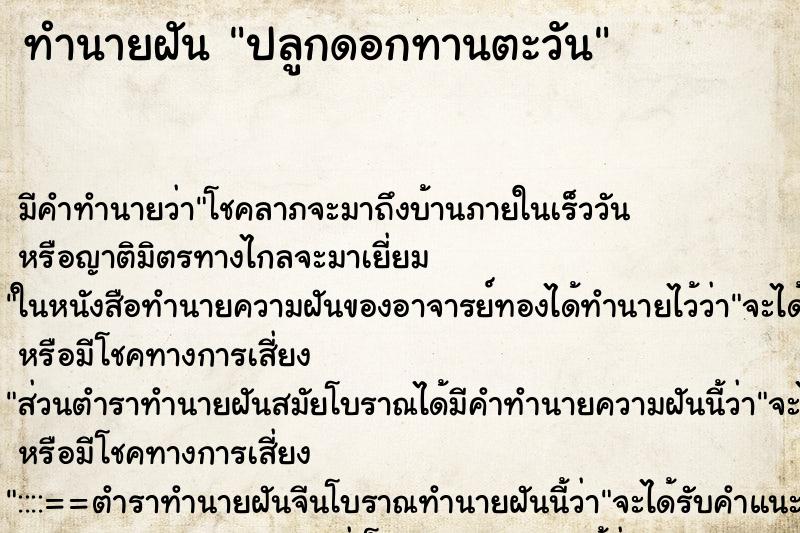 ทำนายฝัน ปลูกดอกทานตะวัน ตำราโบราณ แม่นที่สุดในโลก