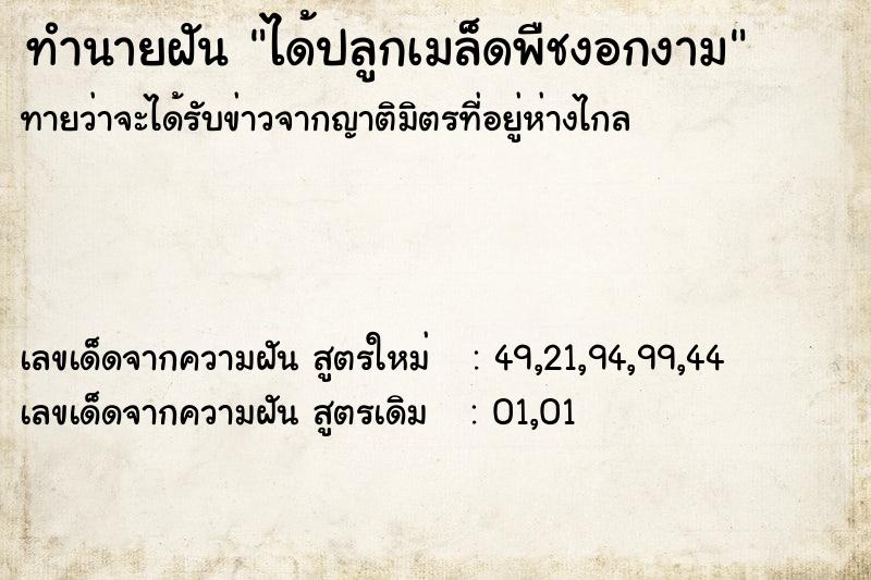ทำนายฝันทำนายฝันได้ปลูกเมล็ดพืชงอกงาม