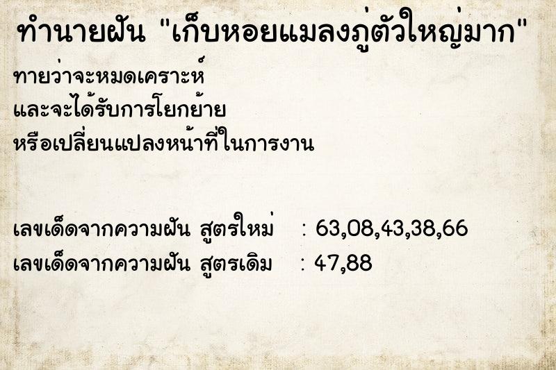ทำนายฝันทำนายฝันเก็บหอยแมลงภู่ตัวใหญ่มาก