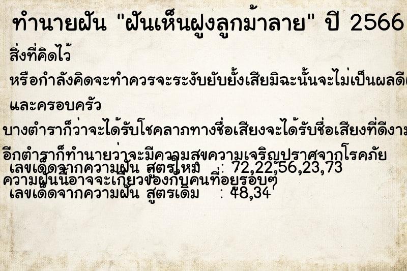 ทำนายฝันฝันเห็นฝูงลูกม้าลาย ทำนายฝันทำนายฝันฝันเห็นฝูงลูกม้าลาย