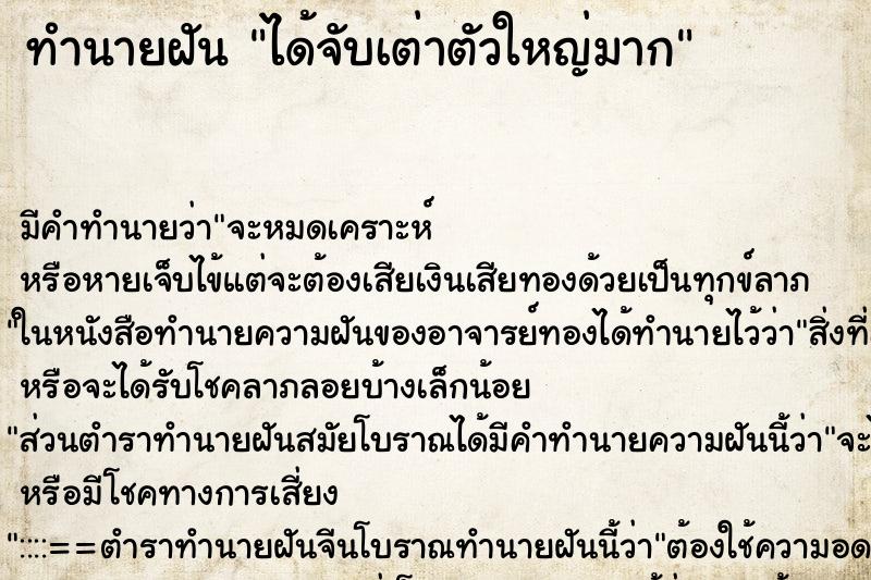 ทำนายฝันทำนายฝันได้จับเต่าตัวใหญ่มาก