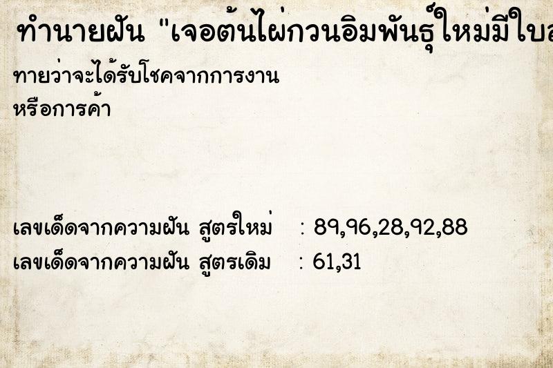 ทำนายฝันทำนายฝันเจอต้นไผ่กวนอิมพันธุ์ใหม่มีใบสวยเหมือนใบโพธิ์