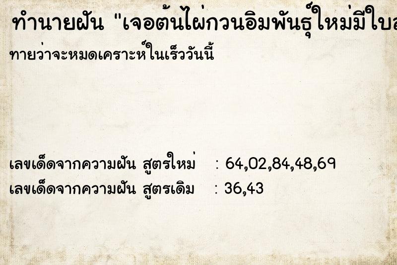 ทำนายฝันเจอต้นไผ่กวนอิมพันธุ์ใหม่มีใบสวยเหมือนต้นนางกวัก ทำนายฝันทำนายฝันเจอต้นไผ่กวนอิมพันธุ์ใหม่มีใบสวยเหมือนต้นนางกวัก