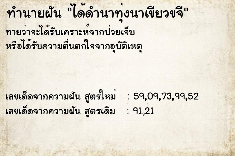 ทำนายฝัน ได้ดำนาทุ่งนาเขียวขจี