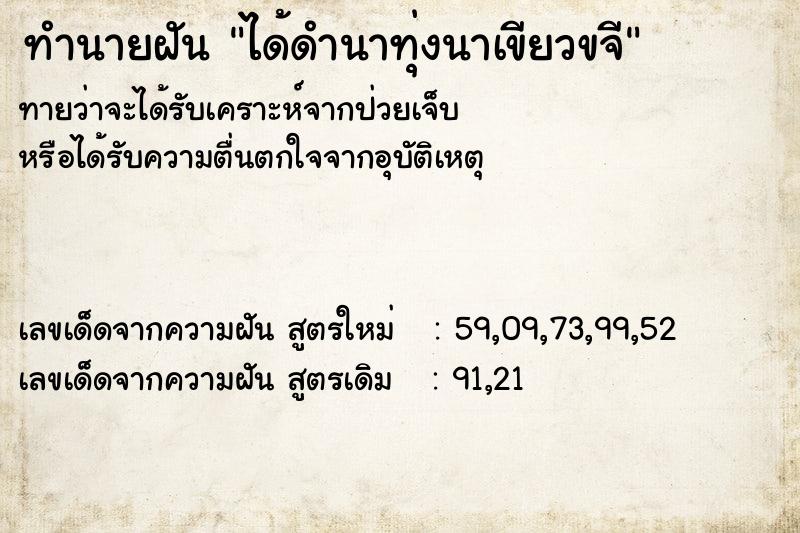 ทำนายฝัน ได้ดำนาทุ่งนาเขียวขจี ตำราโบราณ แม่นที่สุดในโลก