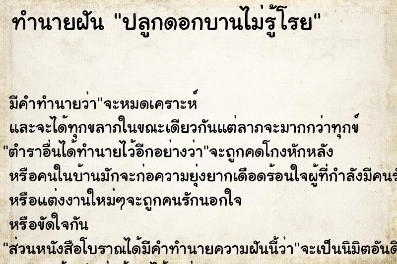 ทำนายฝัน ปลูกดอกบานไม่รู้โรย ทำนายฝัน ปลูกดอกบานไม่รู้โรย