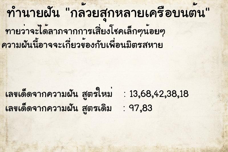 ทำนายฝันกล้วยสุกหลายเครือบนต้น ทำนายฝันทำนายฝันกล้วยสุกหลายเครือบนต้น