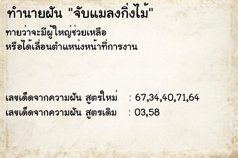 ทำนายฝันจับแมลงกิ่งไม้ ทำนายฝันทำนายฝันจับแมลงกิ่งไม้
