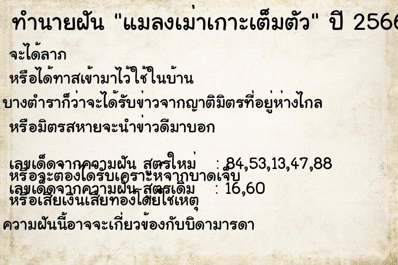 ทำนายฝัน แมลงเม่าเกาะเต็มตัว ทำนายฝัน แมลงเม่าเกาะเต็มตัว