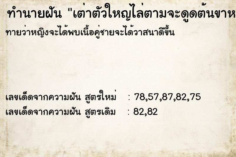 ทำนายฝันทำนายฝันเต่าตัวใหญไล่ตามจะดูดต้นขาหลัง