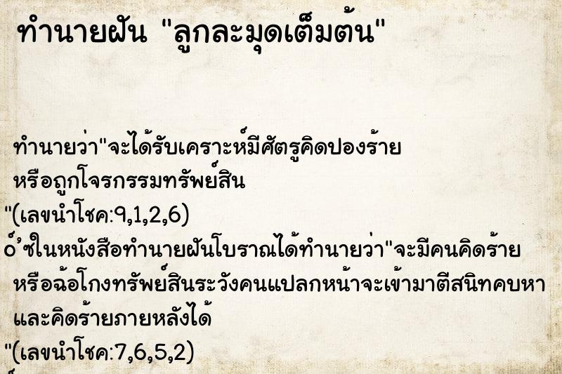 ทำนายฝัน ลูกละมุดเต็มต้น