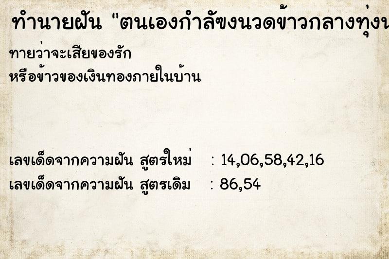 ทำนายฝันทำนายฝันตนเองกำลัฃงนวดข้าวกลางทุ่งนา