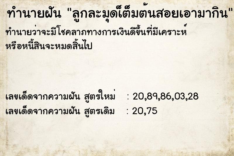 ทำนายฝันลูกละมุดเ็ต็มต้นสอยเอามากิน ทำนายฝันทำนายฝันลูกละมุดเ็ต็มต้นสอยเอามากิน
