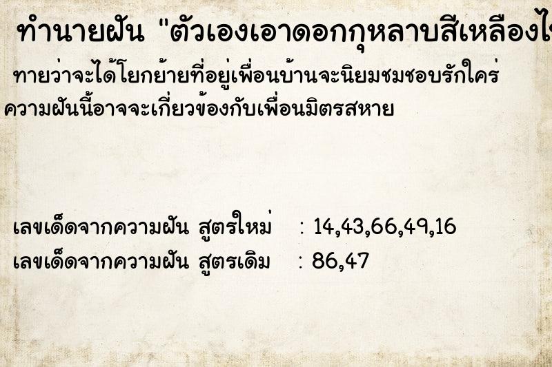 ทำนายฝันตัวเองเอาดอกกุหลาบสีเหลืองไปถวายกรมหลวงชุมพร ทำนายฝันทำนายฝันตัวเองเอาดอกกุหลาบสีเหลืองไปถวายกรมหลวงชุมพร